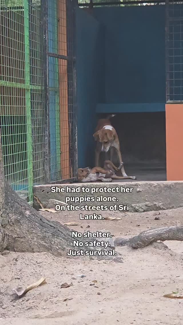 Hi! Iâm just a small puppy in Sri Lanka đąđ°
I donât have a family yet.
But I have hope.
I need food.
Vaccines.
A safe place to grow.
For 10$ a month,
you can be my person.
You wonât just donate.
Youâll change my whole life.
Will you sponsor me?â¤ď¸đž
https://whydonate.com/en/fundraising/animal-wellness-trust-sri-lanka
https://www.animalwellnesstrust.org/find-a-pet
#puppies #straydogs #rescuedog #dogshelter #srilanka