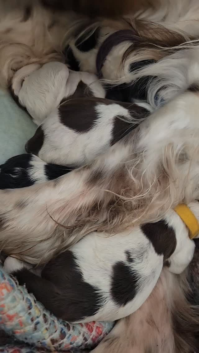 This morning we welcomed 5 beautiful pups into the world. Hunni is such a wonderful mama. Welcome to the "Golden Girls" litter. Individual photos to come in the next day or so.
#newarrival #baby #puppy #joy #dog