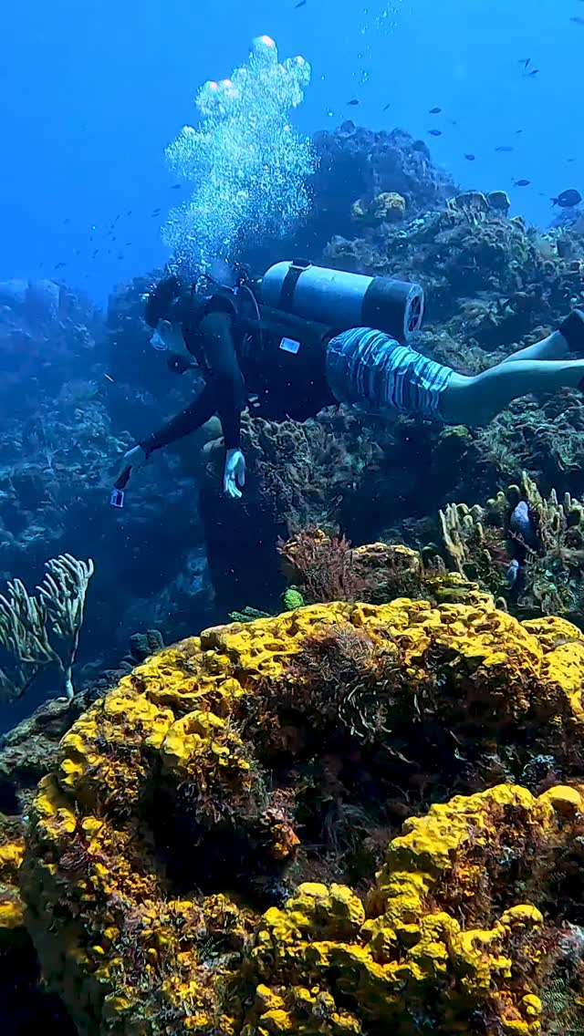Meet our high-pressure steel tank lineup at Aldora Divers: 80, 100, and 120 cubic feet.
More air. Longer dives. More time exploring.
All tanks are filled in-house using our high-quality compressor, ensuring consistent fills and top performance on every dive.
#AldoraDivers #Cozumel #scubadiving