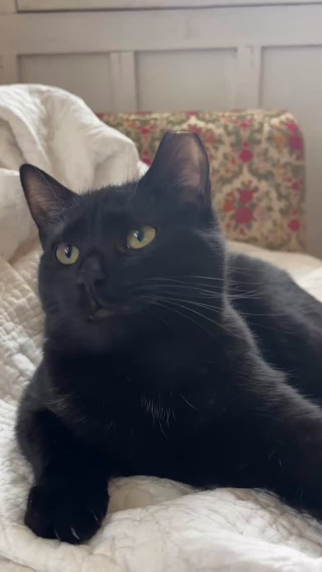 Oh, Arthur! His little fang made my entire day. Arthur is one of my Studio felines- he lives with his 3 siblings and his Mama, Mops.
Sign up for one of our events:
Kitty Cat Cafe & Craft or Flowers & Felines to share some space with Arthur and Co.
Visit the Website->Shop-> Events for details or reach out to me directly.