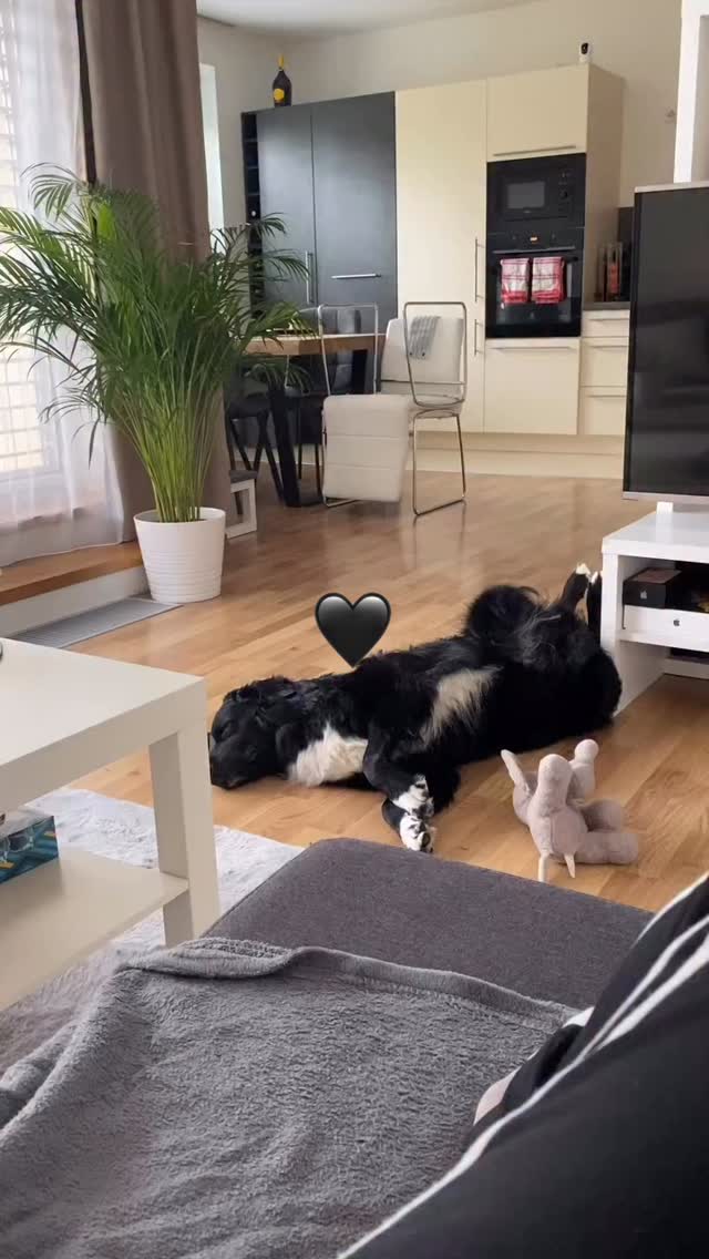 Pravá láska má čtyři nohy a.. ❤️
#lifewithdog #familydog #familytime❤️ #familytime