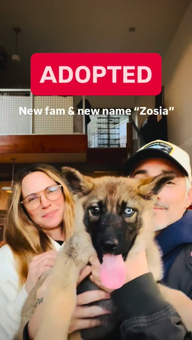 Newly named Zosia traded in homeless dog life on Venice beach for two beautiful souls who match her own. My dear friends @ericmichaelroy & @kellysullivanofficial scooped this girl up. What a beautiful family inside and out. We’re all so happy for you three!