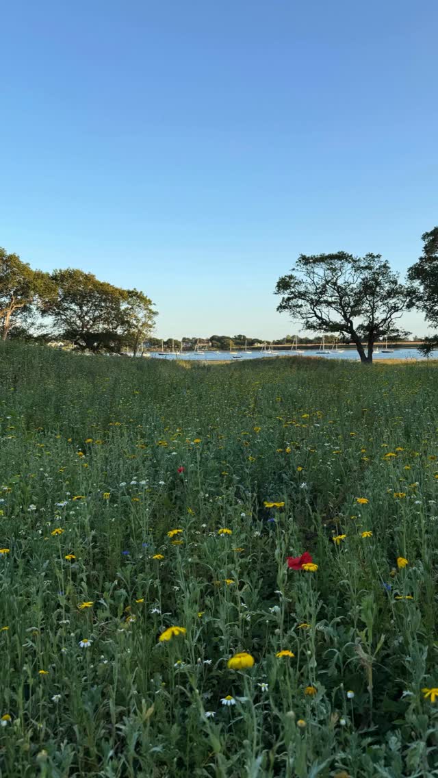 A coastal wildlife garden on the edge of the sea.
Completed last year within the landscape of Chichester Harbour Conservancy, this garden sits with the shoreline at its feet and uninterrupted harbour views beyond.
The temporary wildflower sowing brought early colour and movement — a first chapter in what will become a richly layered coastal habitat.
Planted and maintained by the excellent team at @bn1_planting and @seb.stall
A genuine pleasure to collaborate with this excellent team.
We’re looking forward to returning this spring to see how it’s evolving!
⸻
ABOUT: Joe Perkins Design is a multi-award-winning landscape design consultancy, creating innovative outdoor spaces that celebrate the environment, wildlife, and biodiversity. Working across the UK and internationally, we partner with clients who share our passion for sustainable and visionary design. Discover more about our work at: www.joeperkinsdesign.com