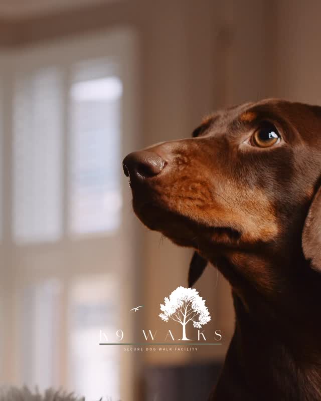 🐾🎉 WIN 5 FREE WALKS AT K9 WALKS! 🎉🐾
We’re officially opening on April 1st….and to celebrate, one lucky winner will receive 5 FREE walks to use within 12 months at our secure dog walking field 🐶🌿
That’s five chances for zoomies, sniffing adventures and stress-free freedom!
🐾 How to enter:
✅ Follow our page
✅ Like this post
✅ Share this post to your story
✅ Comment below & tag 5 friends
📅 Competition closes at midnight on March 31st
🏆 Winner announced on April 1st – opening day!
We absolutely cannot wait to open the gates and welcome you all.
Now’s your chance to kick things off in the best way possible…
Freedom to run. Security for peace of mind.
#K9Walks #CornwallDogs #SecureDogField #DogCompetition #WinFreeWalks