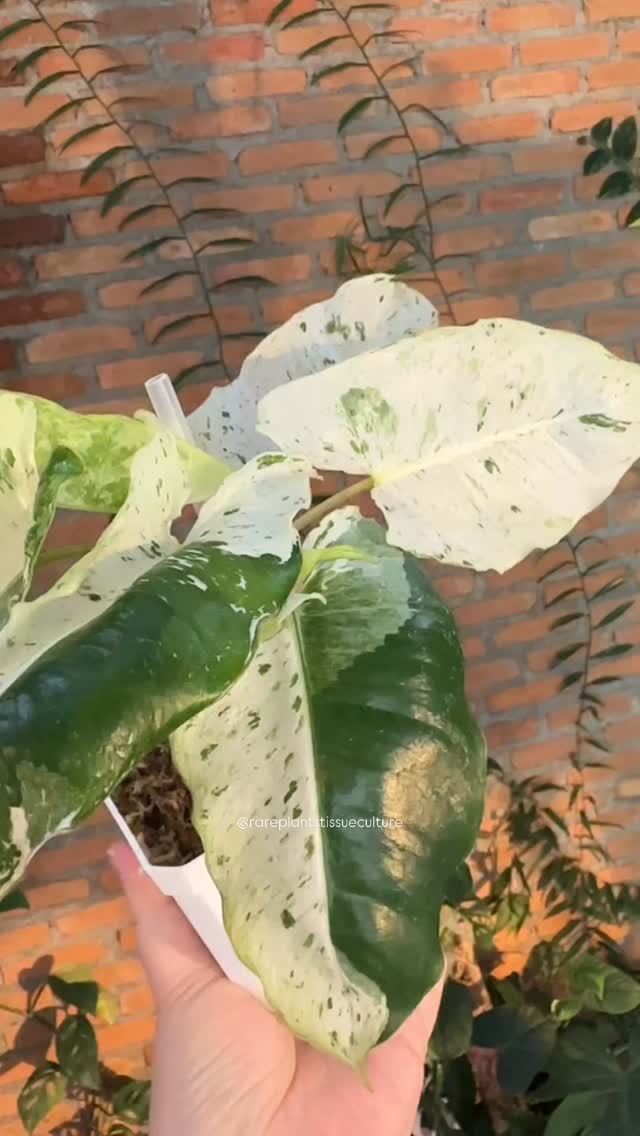 Same plant but totally different variegation, which would you choose?
#philodendronburlemarxsnowwhite #philodendronburlemarxalbo #philodendronburlemarx