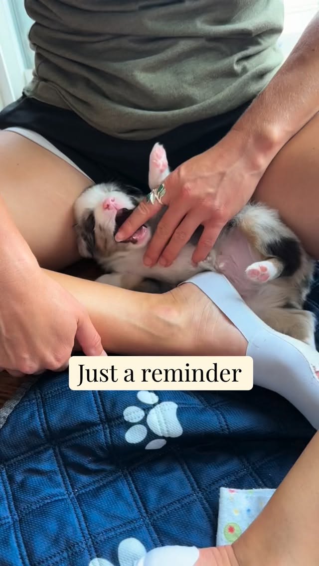 Not “available now.” 👀
It’s always worth waiting for a puppy that’s thoughtfully bred for… 🐾
Not trends. Not impulse. Not convenience.
✨ Thoughtfully bred for:
• A stable, family-friendly temperament
• Health-tested parents + transparent records
• Confidence from day one (intentional socialization + early foundations)
• Real-life readiness (crate, car rides, handling, grooming, everyday noises)
• Lifetime support + the RIGHT match (because picking the “cutest” isn’t a plan 😅)
Because you’re not just bringing home a puppy…
you’re choosing your next 10–15 years.
If you value temperament, health, and a solid start—hi, you’re my people. 🤍
➡️ Want to be considered for a future puppy? DM me “WAITLIST” or head to the link in my bio.
.
.
#miniaussiepuppy #ohiobreeder #toyaussiepuppy #aussiepuppylove #bestfamilydog