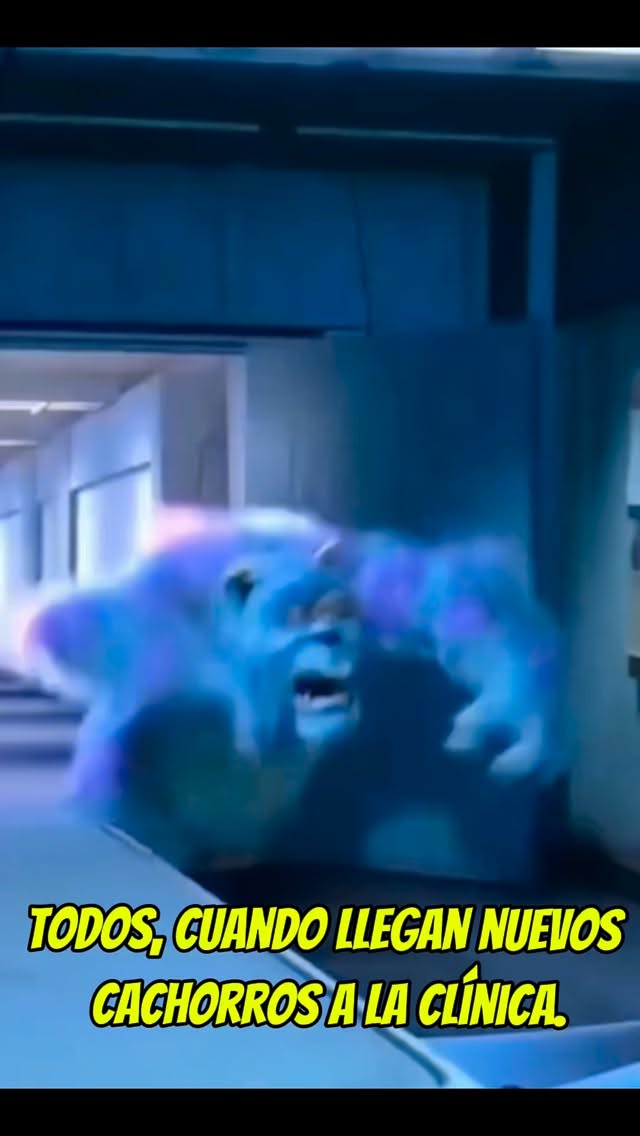 📍 En Palmetto Animal Clinic, los cachorros no solo reciben atención médica… reciben amor.#love