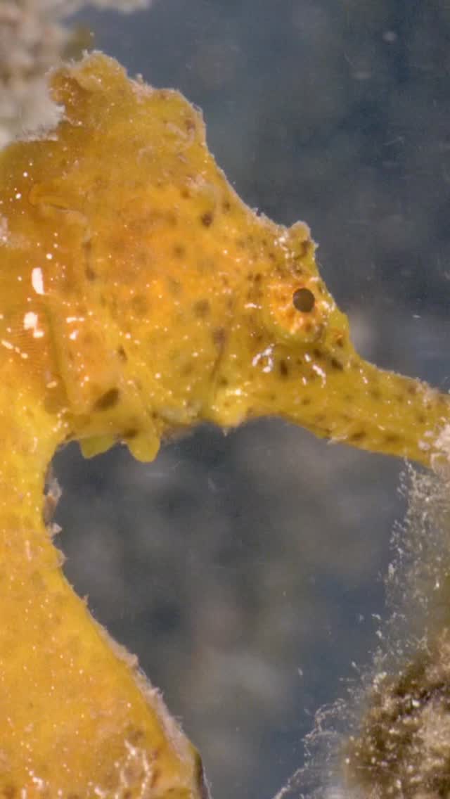 One of the most captivating and mystical looking critters you can find in the Mangroves is the Seahorse !!! These creatures are so epic to observe and film - Do you think this one is YAWNING ? Any ideas ??? - Masters of disguise and camouflage these gentle critters appear to be dancing between the mangrove roots - Habitat destruction is threatening their survival especially when this species is monogamous keeping the same partner for life ! I guess the male seahorse has to really love the female as he carries the babies !!! Very grateful to womenkind for carrying the kids for us xx @biminisharkgirl @projectseahorse @seahorsetrust #seahorse #seahorses #seahorselove #mangroves
