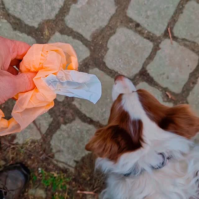 Despite the chilly wind over Lindow Common in #Wilmslow, all our #mantrailing teams were in the groove today.
Kicking off the searches, Team Rusty made great choices and had to work through some sociable distractions (Rusty loves people) but worked on nicely to find their 'lost' puppy. This was a great motivator and Rusty went on to find her hidden person with a little skip in her step. Well done Team Rusty, good work today ๐ ๐ ๐
Charlie always means business, and his business is finding people or pets! His first scent article was a dog treat touched by one of two runners. He made light work of multiple junctions, ignoring backtracks and other challenges before taking a sneaky little short cut to avoid the decoy runner altogether. An equally competent pet trail finished Charlie... does this boy tire? Well done Team Charlie, great job ๐ ๐ ๐
Team Gary were back after their recent rolling pet trail and despite Gary taking only a cursory sniff of the scent article, made light work and great decisions tracking down his runner. They followed with a pet trail, again, with lovely confident decision-making. Well done Team Gary ๐ ๐ ๐ ๐
Finally, the gorgeous Yearsley was back for just his 3rd session. Yearsley has a thoughtful, methodical approach and loves to check out the social scent whilst out. Great teamwork meant a lovely find after some great junction work. They followed with an equally methodical pet trail. Super trails Team Yearsley ๐ ๐ ๐
Next session availability is March and sessions are suitable for beginners and experienced teams alike.
Check availability at www.dogtrailing.co.uk/book and come and be amazed by the power of your dog's nose!