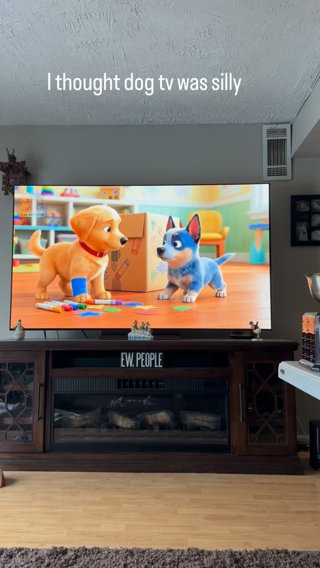 #dogtv #youtube #dogwatchingtv #gsd #dogs