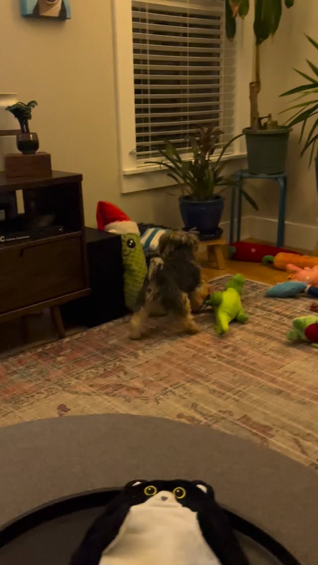 He’s been in that little basket all day!
#petsitter #asheville #dogsitter #yorkie #toys