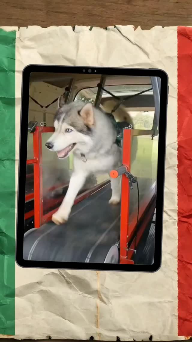 Very chatty on his run this morning with @unleashedza
#wds2026🇮🇹 #worldchallengeoftopdogs2026 #teamKnox