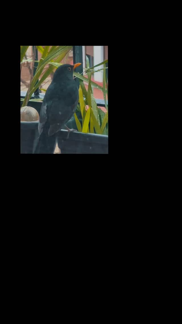 Mi pequeño homenaje al umbral del fin del invierno. Sé que aún queda, pero es febrero el mes del que me quiero deshacer. Un mes honesto pero un mes puñetero, nadie espera nada de él. Y yo menos.
Pero día a día hay más luz y durante unos minutos hoy ha entrado el sol en el estudio. Preludio de que se acercan días más largos y más ligeros. Y que, a lo mejor, se retira el insomnio.
A esta pieza la llamaré: La derrota del insomnio .
❤️#illustration #art #arte #poetry #quotes