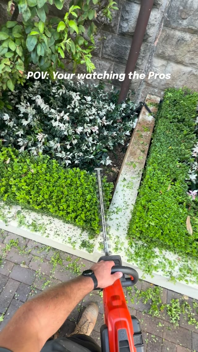 Our maintenance team trimming some “Buxus Microphylla