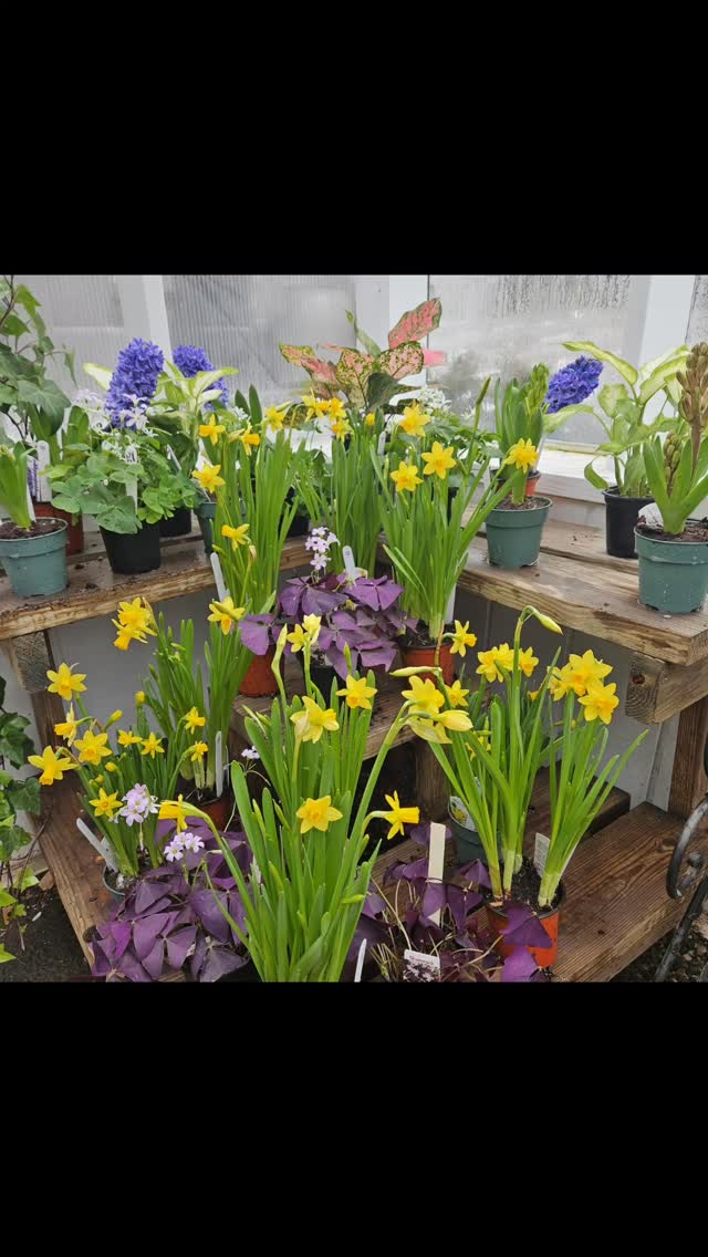 Stock up on spring before the blizzard of 2026 hits!
Open 9-5 Tuesday- Saturday!
#colonialgardens #smallbusiness #blizzardprep #springflowers🌸 #fairfieldcounty