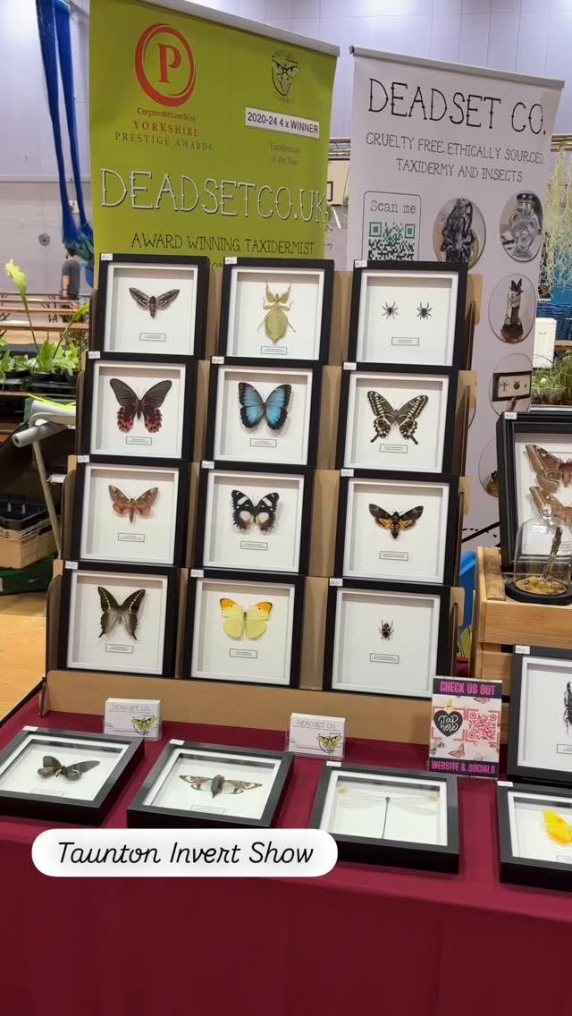 Today you’ll find us in Taunton at Wellsprings Leisure Centre with plenty of Frames, Domes, Jewellery, Wet Specimens and more!
#naturalhistory #entomologyart #entomology #taxidermy #entomologyforsale