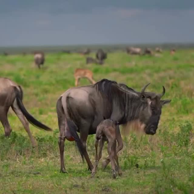 🍼🐃 A New Life in the Wild – Ndutu Calving Season
Just minutes after birth… already standing.
Already learning to survive.
In the vast plains of Ndutu, part of the southern Serengeti ecosystem, thousands of wildebeest give birth within a short window — a powerful survival strategy of the Great Migration.
This newborn calf must walk within minutes. Run within hours.
Because in the wild, life begins fast.
Witnessing a fresh birth in Ndutu is one of the most emotional safari moments — raw, pure, and unforgettable.
Experience the magic of Tanzania’s calving season with Gnade Safaris.
📧 info@gnadesafaris.com
📱 WhatsApp: +255 793 832 959
Let us take you where life begins.
#GnadeSafaris #Ndutu #GreatMigration #CalvingSeason #WildebeestCalf SerengetiSafari TanzaniaSafari WildlifeMoments NatureAtItsBest SafariExperience AfricanWildlife VisitTanzania MigrationSeason SafariLife ExploreAfrica