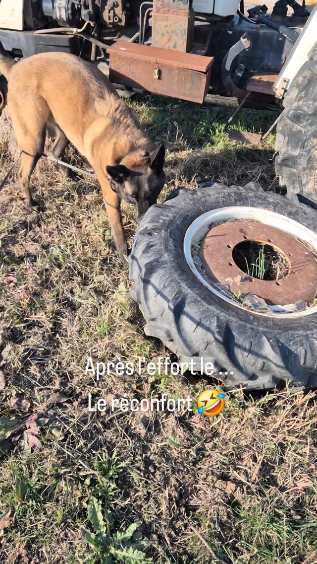 Tao malinois en pleine action #malinois #pensioncanine #vacancescanines #var #amoureuxdeschiens