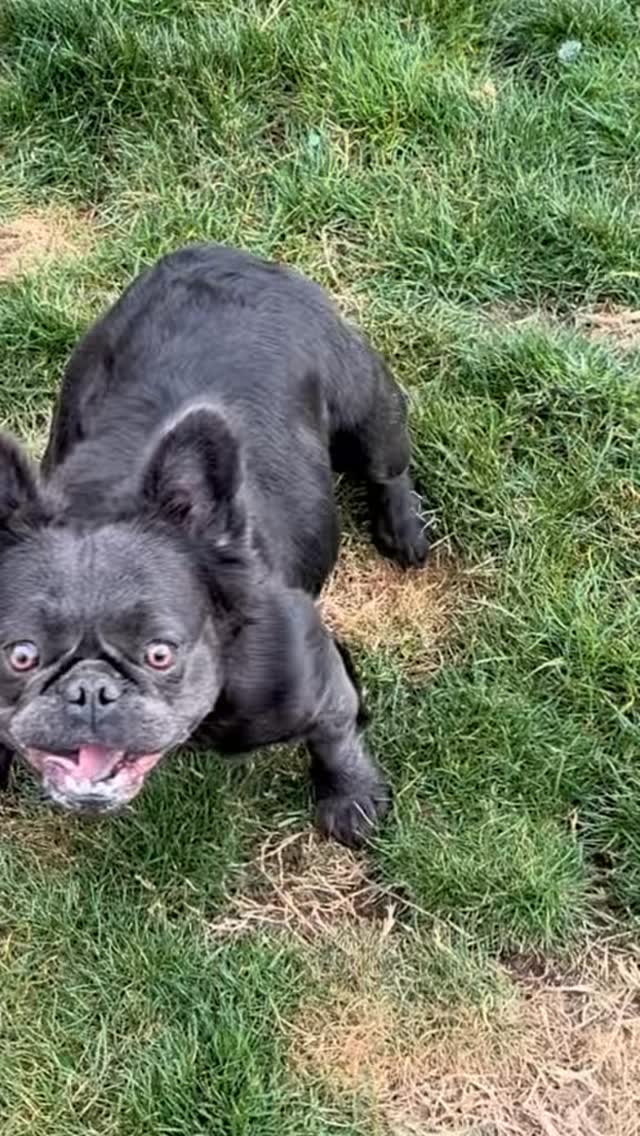 Sunday scaries? Not in this house. ๐ซงโจ
This is your reminder to find your โbubble momentโ today, something simple, silly, and guaranteed to make you smile. Nova highly recommends it.
Happy Sunday from Nova, Maple & the Bohemian crew ๐
.
@bohemian.bulldogs
Www.bohemianbulldogs.com
