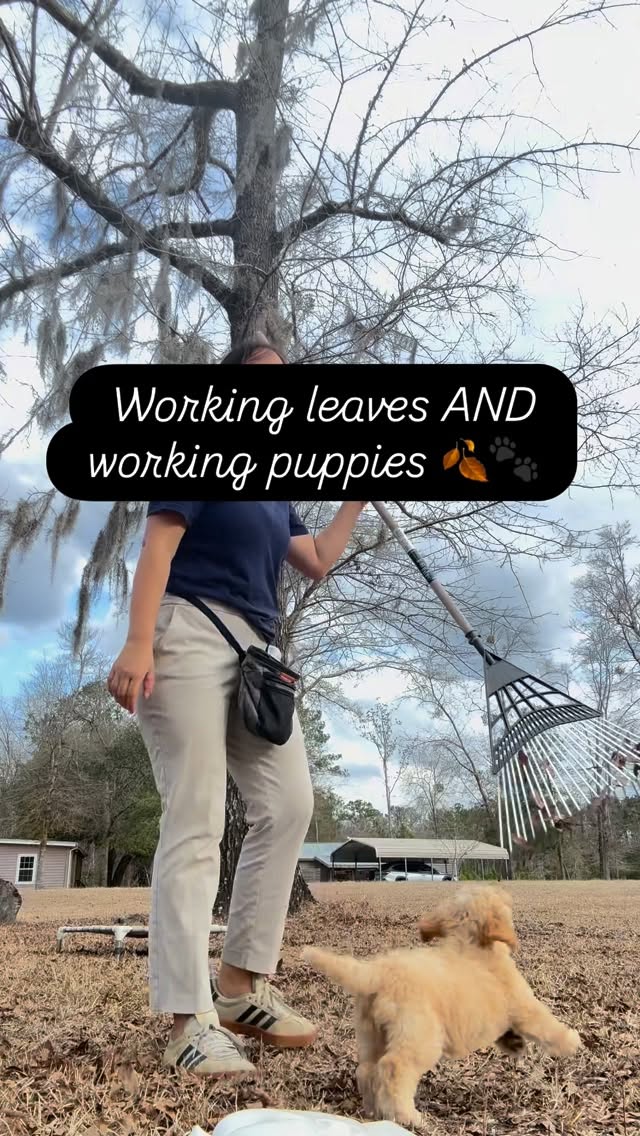 Raking leaves with two puppies on place — multitasking at its finest! 🍂🐾 Puppies don’t need a formal training session to learn. Bring them along for the everyday moments and let life be the classroom. They won’t hold it long at this age, and that’s totally normal — we’re just planting seeds. Foundation built young grows into something amazing.
#HappyHoundsDogTraining #PuppyTraining #PlaceCommand #SavannahDogs #dogtrainingtips
