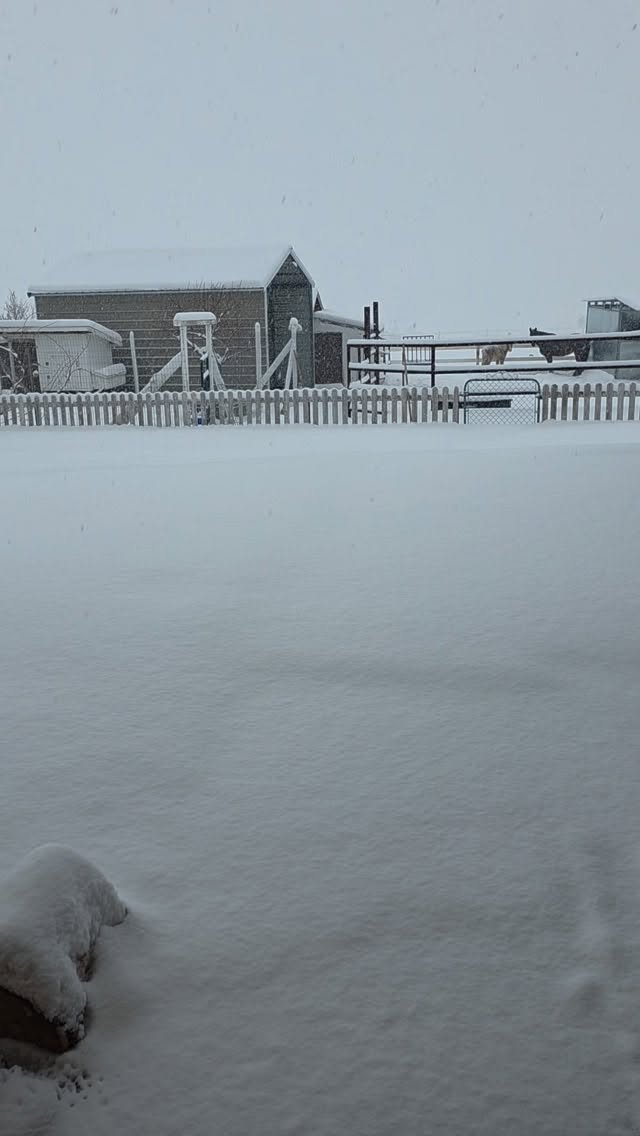 Its finally snowing here in Utah! The girls are so excited about it!
#bernesepuppy #bernesemountaindog #berner #berneseofinstagram #bernesecorner