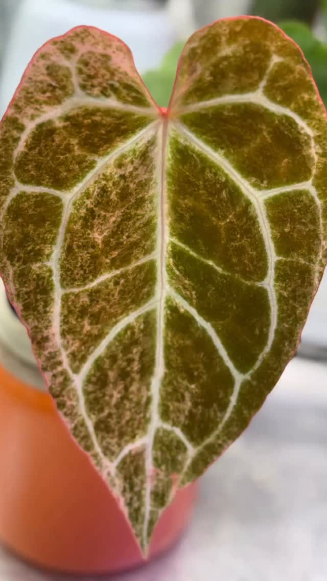 She is so pink 🥰😍. My average iphone skill can’t do this leaf a justice.
Anthurium Crystallinum Platinum
#anthuriumcrystallinumplatinum #pinkleaves #plantlife #plantsmakepeoplehappy #treefernfibermix #proudplantmom #anthuriumaddict