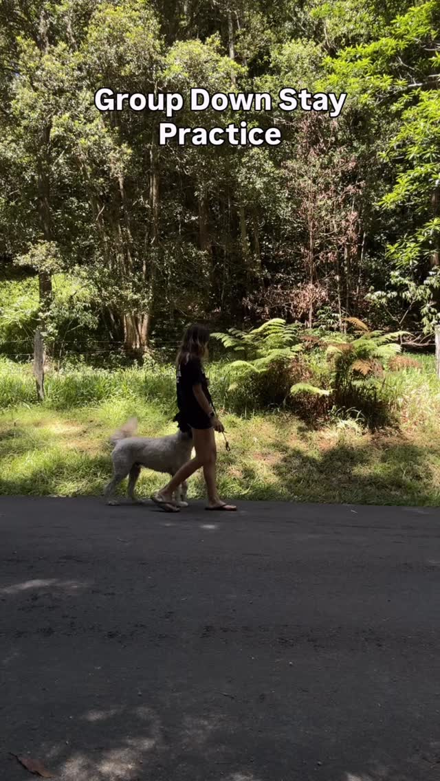 Murphy, Monty and Mousse showing us how they do down stays during their Adventure Training Program.
Building impulse control, neutrality around other dogs and the ability to switch off even when things are happening nearby.
#dogtraininggoldcoast #downstay #impulsecontrol #neutralitytraining #dogtrainingjourney