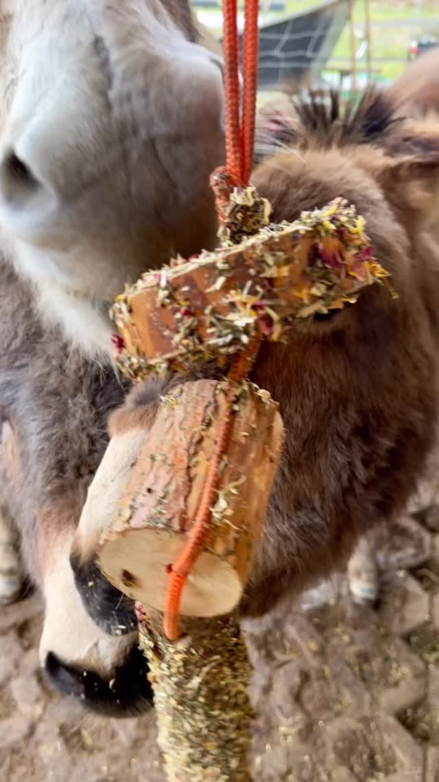 😋
Ooooh, heute gab es Kräuterklötzchen 🥰
Wir Eselchen wollen ja immer ein bisschen Beschäftigung haben!
Wunderbar 🥰 und lecker 😋
Liebe Grüße,
🫏🩶Eddi, Freddi, Ferdinand und Justus
#rheinhessen #selztallamas #esel #wandernmachtglücklich #endlichsonne☀️