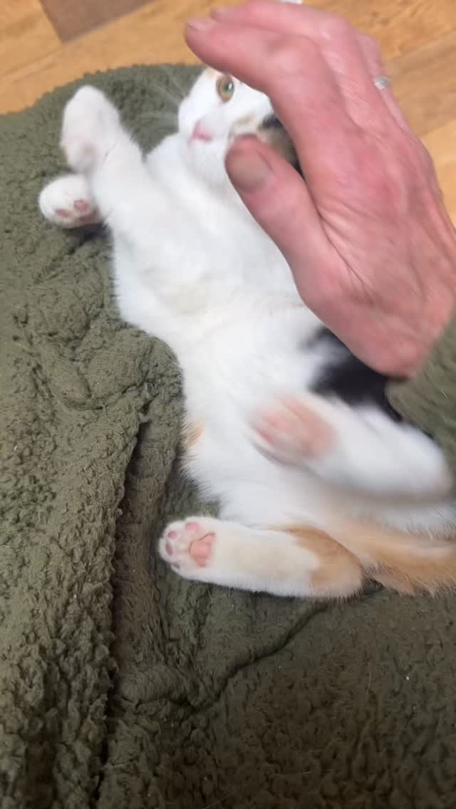 ALWAYS on my lap!
I sit down at my desk…… she’s there .. my little hot water bottle on a wet and windy Sunday afternoon…..
#Myrtle&Juniper