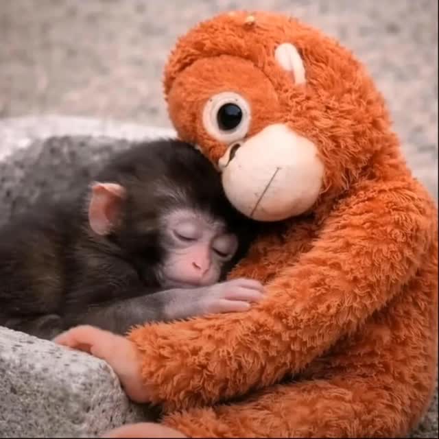 If only...
#punch #punchthemonkey #aivideo #בינהמלאכותית #deservesbetter