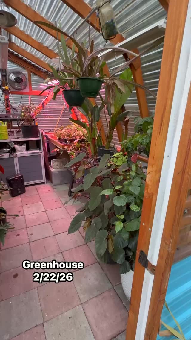 A little peek inside the greenhouse madness. Mostly a holding zone for plants counting down to their spring breakout, plus a few propagations in progress because apparently I don’t know how to sit still. If there’s space, there’s a plant… and if there isn’t space, we make it.
#GreenhouseLife #PlantPropagation #SpringCountdown #PlantAddict #GrowersGonnaGrow