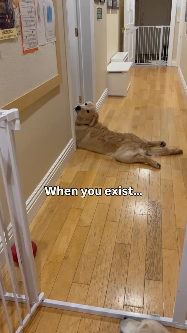 Quite the pose, Cody. Quite the pose.
Harley is a golden retriever allergen alert service dog trained to detect peanuts for her peanut allergic human. Harley is also known as Detective Harley, F.A.D.D. Food Allergy Detection Dog®️. Cody is her little brother and is training to be just like her. Joey is our Treat Distribution Supervisor. We help food allergy families navigate snacks, restaurants, and food allergy life, one whiff at a time.
🐾 This account is for information only. You should be certain to conduct your own research to ensure your safety from your allergens.
🐾 We encourage sharing our content to help educate and spread food allergy awareness.
#foodallergies #servicedog #goldenretriever