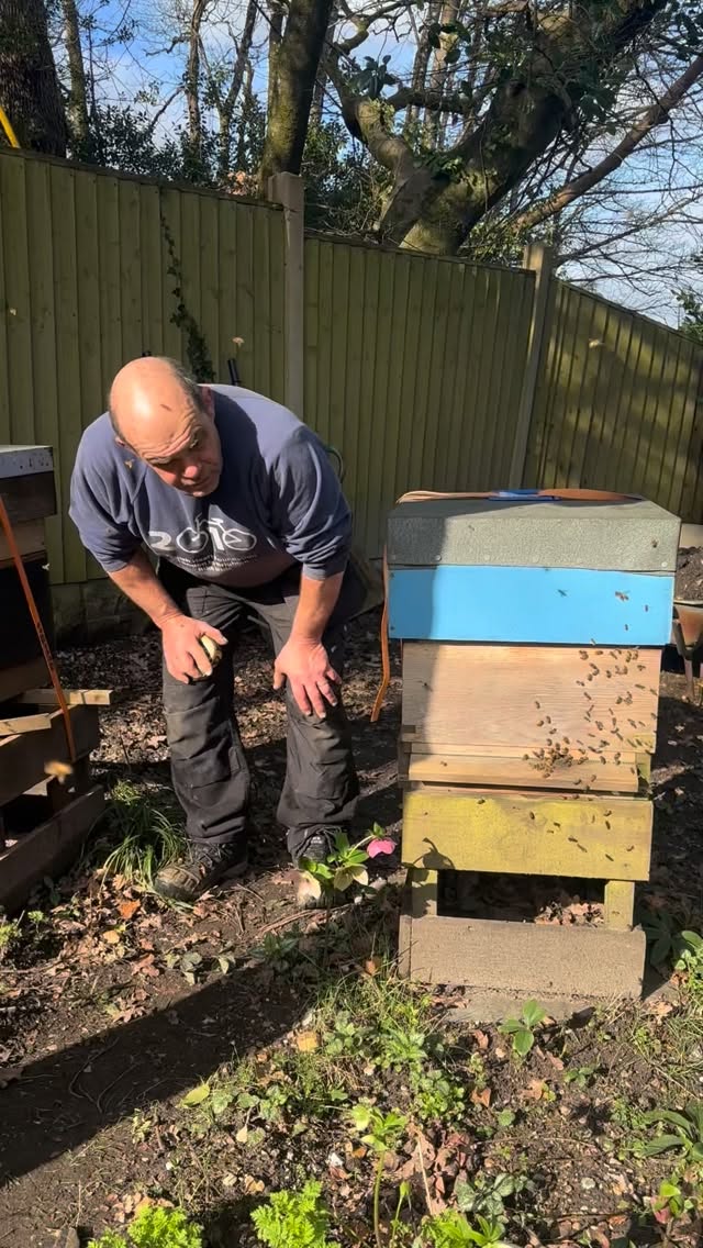 How happy we are to see our girls flying and enjoying the sunshine this afternoon! We are so grateful they have survived the winter so far. The Queens are now laying and building up the hives but we could still have a cold snap which could easily mess everything up! Every year is different and it’s impossible to predict what’s going to happen…and that’s one of the reasons we love beekeeping! 🐝🐝🐝
#localhoney #honeybees #ringwood #supportlocal