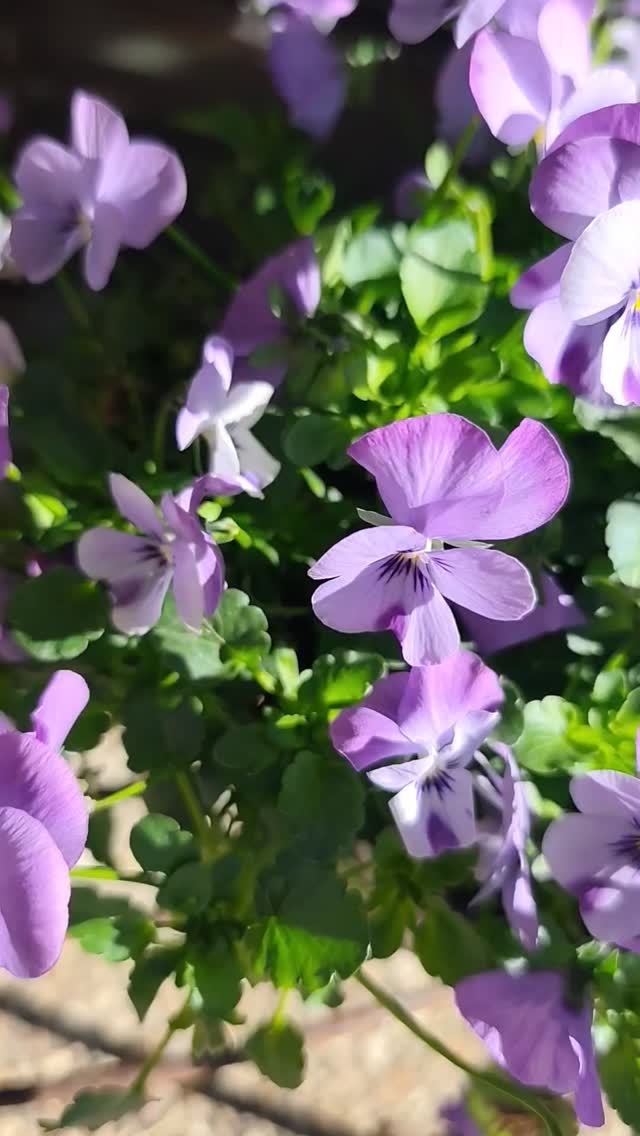 🪻Merci pour votre fidelité pour cette fete des mamies 🪻
On vous dit : à demain 💐💐💐