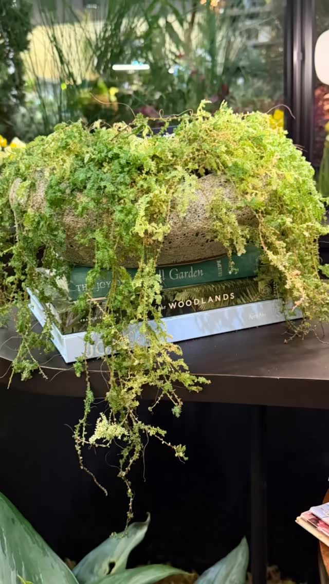 I am at @nwfgs this week and what I love is all the little creative details the designers add to their gardens. Something we all can do that brings so much joy when discovered.