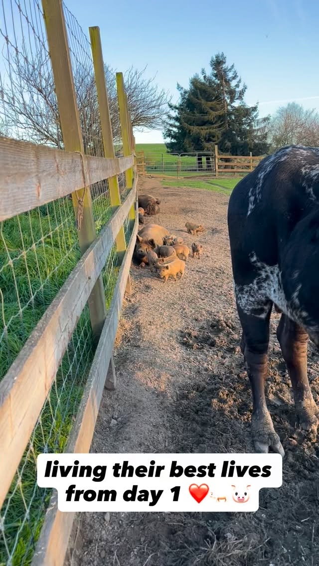 these babies have too much range lol #regenerativefarming #pastureraisedpork #pigletsofinstagram π·β€οΈ