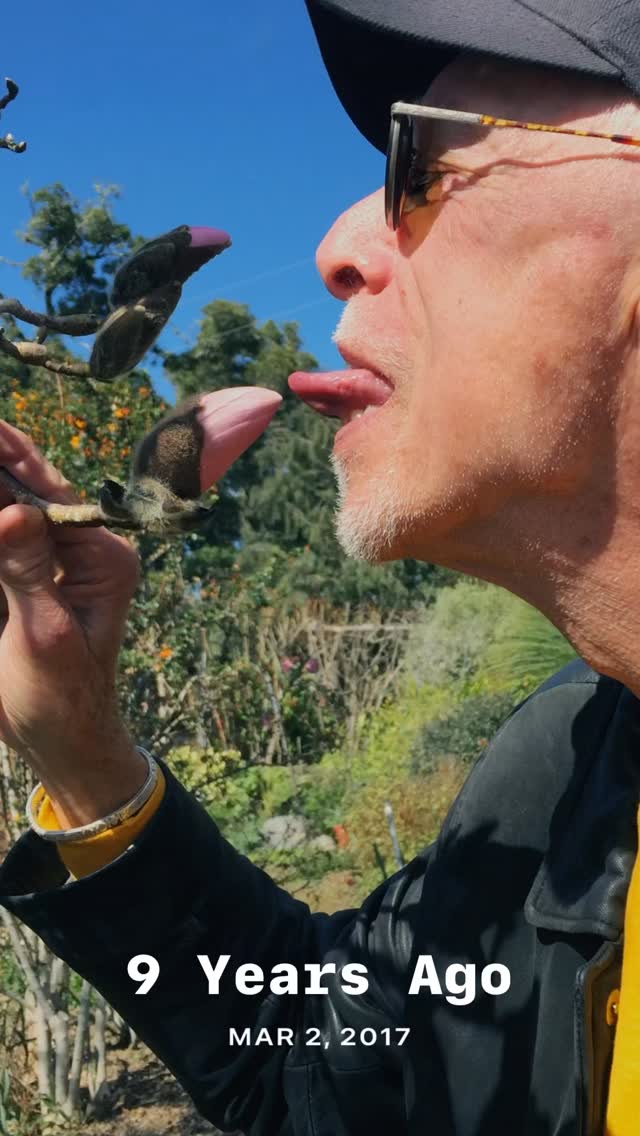 Those were happier days. Photographed at Betsy Clebsch’s garden with Marcia Donohue and Roger and Jana Olson Carr. Sadly two in the photos are no longer with us: Betsy the Salvia Queen and Jana the Queen of Lights. I miss them both.