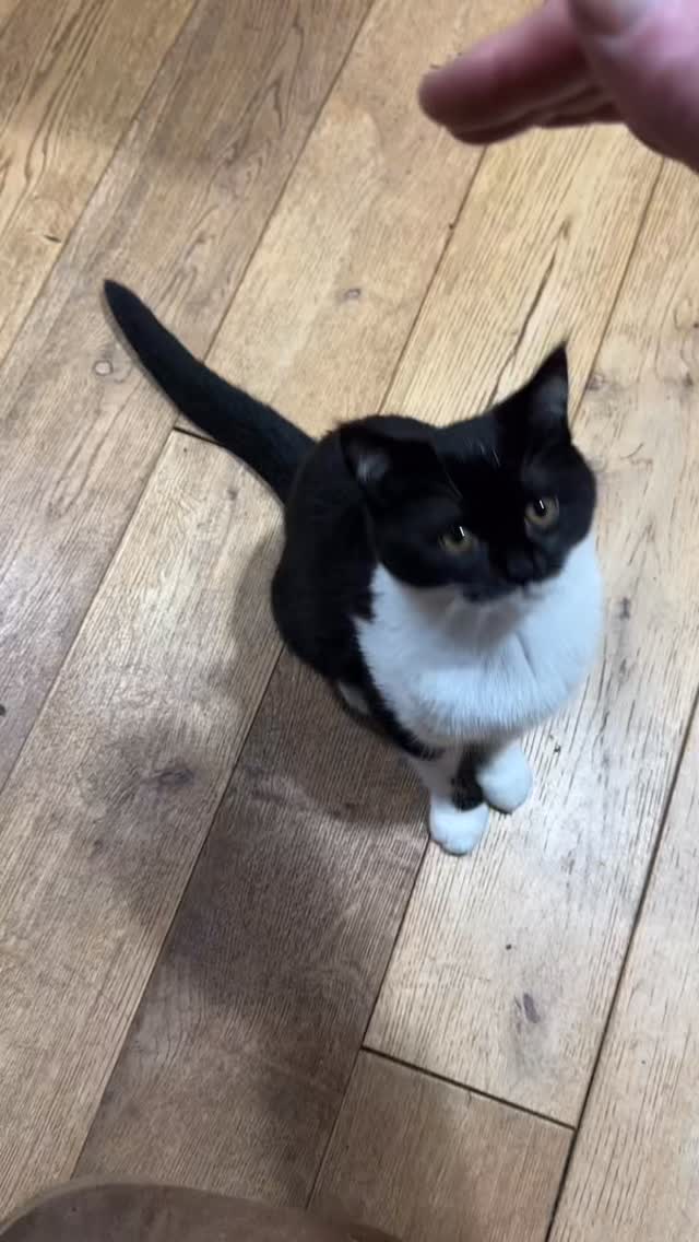 Every evening, Myrtle comes to me asking for attention. Whilst Juniper is straight on my lap, Myrtle loves to reach out for my hand, asking me to tickle her.
Such a sweetie!
I love my two kitties girls 😻😻
@swanseacats