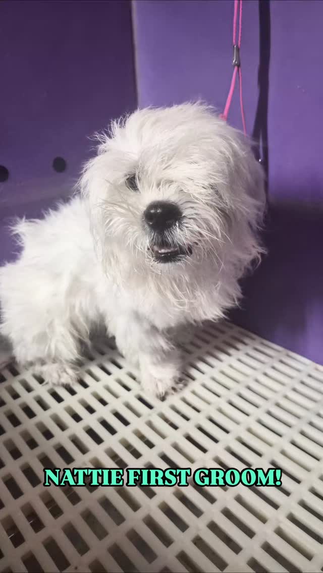 Nattie first groom with The Groomiez!
#whittier #lahabraheights #lapuente #hacienda