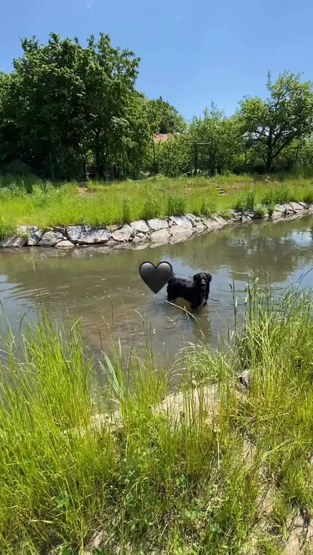 Právé bohatství se neměří na cenu, ale na hodnotu. Tu nevyčíslitelnou 🖤
#psilaska #psípřátelství #pesnejlepsipritelcloveka #bohatstvisveta
