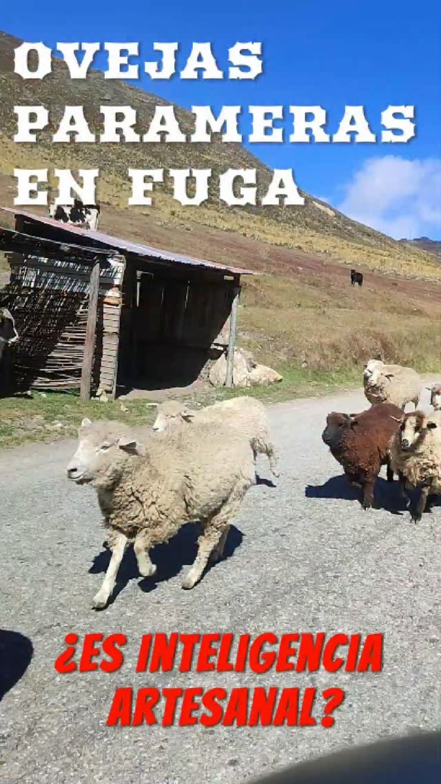 De los creadores de: Caballos Salvajes en Sierra La Culata... Llega:
Ovejas Parameras en Fuga... 🏔️🐑
Es Inteligencia Artesanal o 100% Realidad 🤭🤔
Nuestro Páramo Andino es único, si tienes duda ven con nosotros a conocerlo.
#SenderosMerida #ViveNuevasAventuras
#Mérida #Venezuela