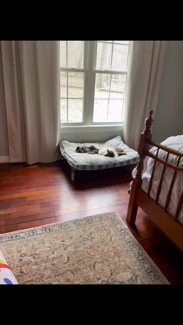 The newest additions to the Manor House have settled in quite nicely. Our 2 rescue kitties, Sophie (the black kitten) and Sebastian (the adult Siamese) have claimed Piper's bed, even though they have their own. 🐈⬛🐈🐈⬛🐈