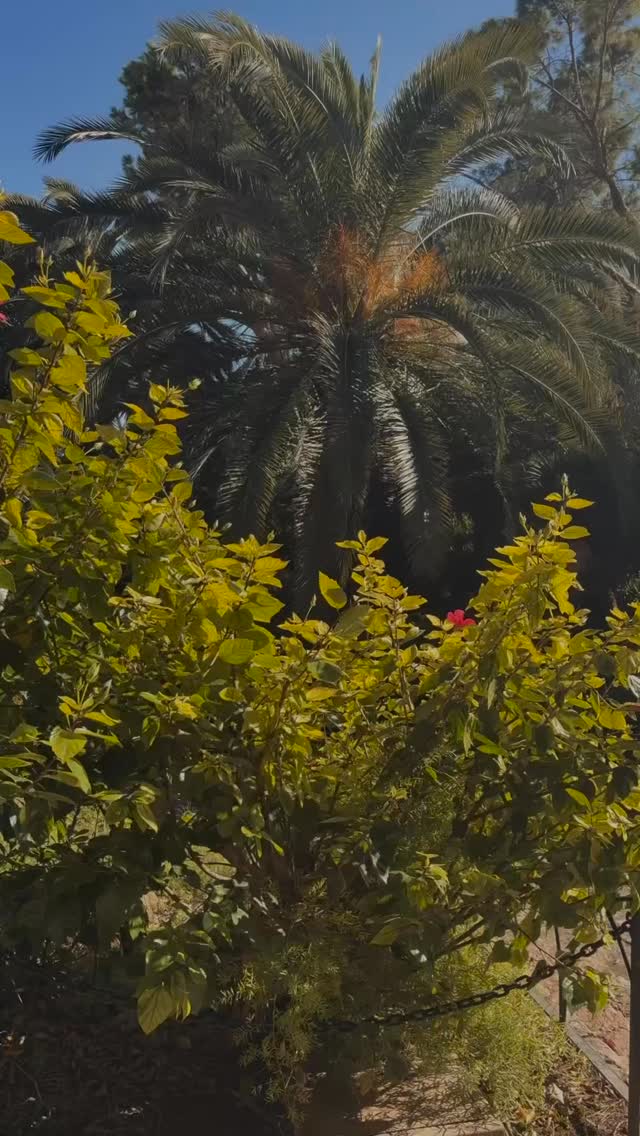 Ginger is one of my favorite simple herbs for PMS.
In Chinese medicine it warms the middle, moves stagnation, and gently supports circulation, which is often exactly what’s needed when cramps, bloating, and that heavy, stuck feeling show up before the bleed. When Qi and Blood move, pain softens.
And this isn’t just traditional wisdom. Clinical research shows that ginger can significantly reduce menstrual pain and inflammation.
Many studies use around 500 mg daily (often 500 mg 1–3x/day during the first days of menstruation) and find comparable relief to common over-the-counter pain medication without the same gastrointestinal burden.
Fresh ginger tea is beautiful for prevention: slice and simmer 10–15 minutes, sip 1–2 cups daily in the days leading up to your period.
♥️Capsules at 500 mg are practical if pain is already present.
#pms
#mensvärk
#kvinnorshälsa
#hormonbalans
#naturlighälsa