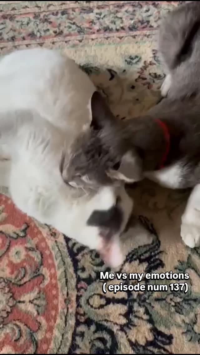 Mentally stable? Absolutely not.
We love you Cookie and Frixos