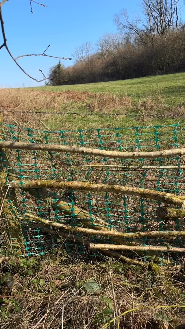 A spot of fencing, using coppiced hazel, in beautiful sunshine 🥰
#GwylltHollow