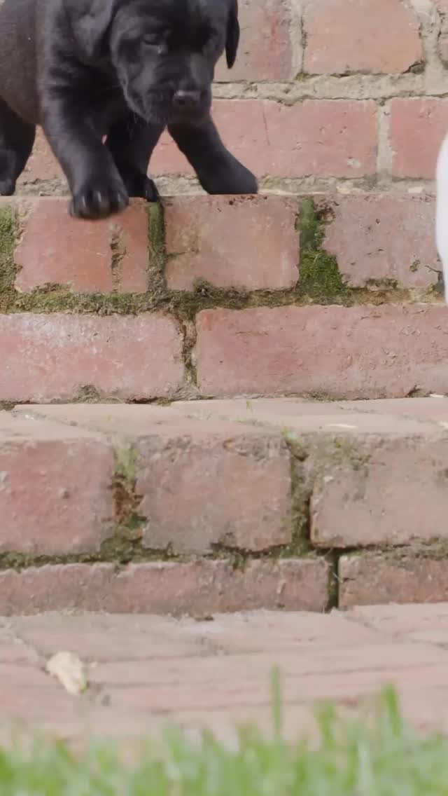 Your puppy deserves grooming that’s gentle, safe, and health-first. 🐾
From their first visit, we focus on:
• Healthy skin and coat
• Stress-free nail trims
• Positive, confidence-building experiences
At Arfin Annie’s , we don’t just groom — we care for your dog’s health, comfort, and happiness, every step of the way. 💛 #Albuquerque #newmexico #puppyseason #healthypup #nmtrue