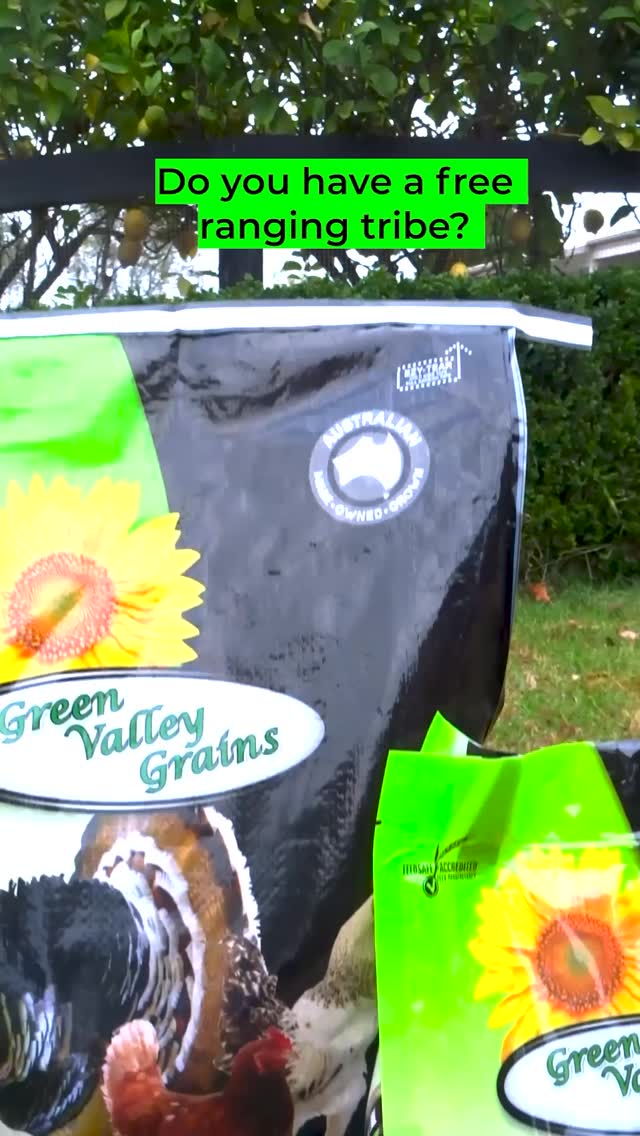 Do your tribe 🐓🐔 free range in your garden?
Supplementing them with ‘fresh’ & wholesome Aussie 🇦🇺 seeds & grains, is why the Green Valley team create our Open Range Poultry Mix 🙌🏻
It has everything they need to top them up after all the worms 🐛 & bugs 🐜 they gobbled up during the day ☀️
Reward them coming home to roost with a delicious & nutritious mix.
#greenvalleygrains🌾 #feedclosetonature #australianmadeandowned #madefreshinaustralia allnaturalchickenfeed