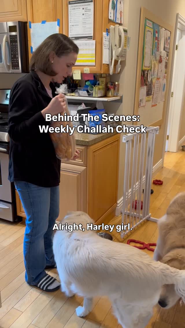 This is what real life looks like. No edits. A weekly routine to make sure the challah is safe every Friday. We’ve had good luck, but Harley once found traces of peanuts on the plastic bag, which gives us all the more reason to check each week.
With her experience, Harley checks faster. Cody is learning and I love how he is being so thorough.
Harley is a golden retriever allergen alert service dog trained to detect peanuts for her peanut allergic human. Harley is also known as Detective Harley, F.A.D.D. Food Allergy Detection Dog®️. Cody is her little brother and is training to be just like her. Joey is our Treat Distribution Supervisor. We help food allergy families navigate snacks, restaurants, and food allergy life, one whiff at a time.
🐾 This account is for information only. You should be certain to conduct your own research to ensure your safety from your allergens.
🐾 We encourage sharing our content to help educate and spread food allergy awareness.
#foodallergies #servicedog #goldenretriever