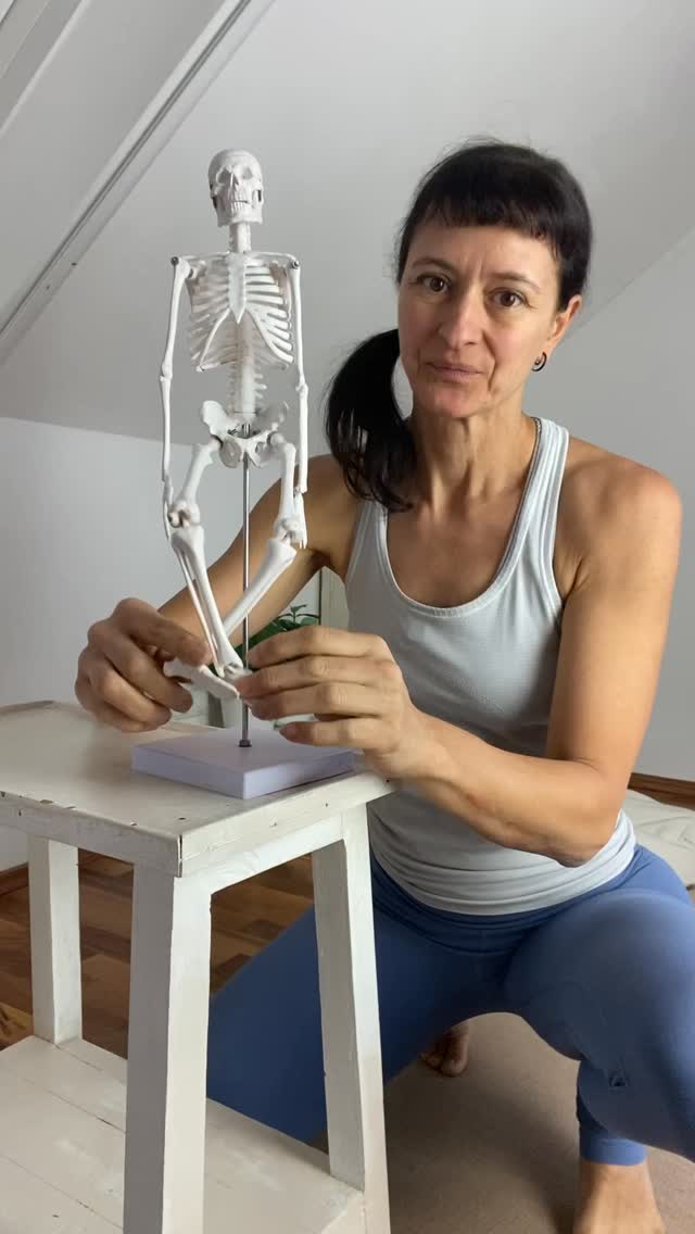 Diese Frage kann leider nicht jede:r beantworten:⬇️⬇️⬇️
Weißt du wirklich, was in deinem Körper passiert, wenn du Yoga machst?
❓Du übst seit Jahren Yoga – aber irgendwie kommst du nicht weiter.
❓Gewisse Posen bleiben eine Herausforderung und du weißt nicht warum?
❓Du wirst oft korrigiert, aber alle gut gemeinten Tips & Tricks haben bisher nicht geholfen.
Du fragst dich:
🤔Warum fallen dir manche Asanas ganz leicht?
🤔Wie kannst du auch anderen dabei helfen?
Stell dir vor, du verstehst deinen Körper so gut, dass jede Yoga Übung plötzlich Sinn ergibt.💡
Beim Yoga Anatomie Tag in Wien tauschst du Theorie gegen echtes Erleben:
✅Du spürst, wie Muskeln, Gelenke und Faszien in deinen Asanas zusammenarbeiten.
✅Du lernst, Übungen so anzupassen, dass sie für deinen Körper funktionieren.
Das erwartet dich:
💪Erlebe Yoga Anatomie hautnah und be-greifbar im eigenen Körper
❌Ohne trockene Theorie!
Deine Vorteile:
💡Mit diesem Yoga Anatomie-Wissen revolutionierst du deine eigene Praxis
💡Du kannst die Herausforderungen deiner Schüler:innen besser verstehen.
Das Beste daran?
🎉Das Seminar ist anrechenbar auf die Yoga Ausbildung Multi-Style.
‼️28. Februar 2026 im Yogafusion Studio, 1090 Wien, 09:00 – 12:30 und 14:00 – 18:00 Uhr
🧘♀️ Yoga Übungen sinnvoll analysieren & sicher anpassen
❌ Fehler & Verletzungen vermeiden
Jetzt unverbindlich vormerken + €30 Gutschein sichern! 🎁
Kommentiere: 28. Feb.
Oder schau in die highlights + stories!