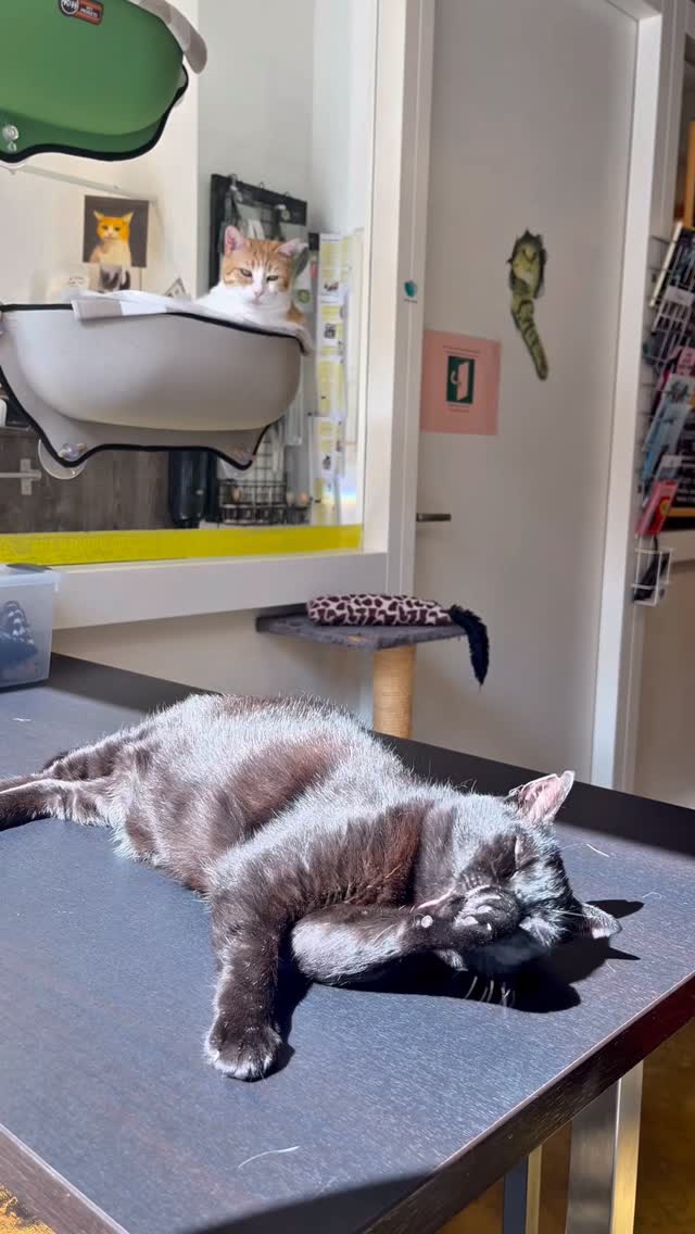 Bij ons betaal je geen entree en mag je zo lang blijven als je wilt zolang je iets lekkers bestelt. Kom genieten van onze tien Griekse katten en de cozy sfeer.
#kattencafe #kattenliefde #alkmaar #cozycafé #fypnl